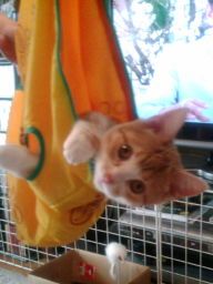 マンチカンの子猫