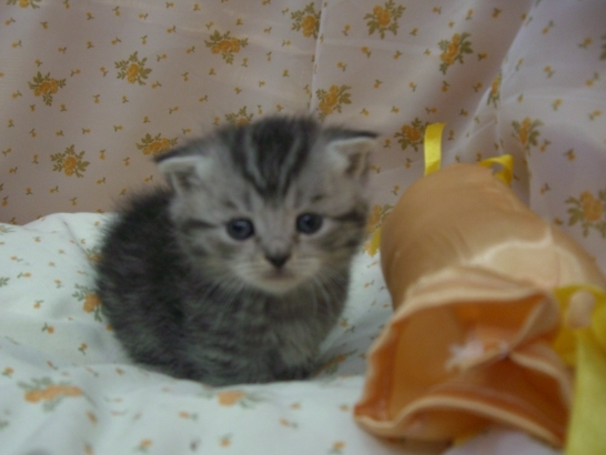 マンチカンの子猫