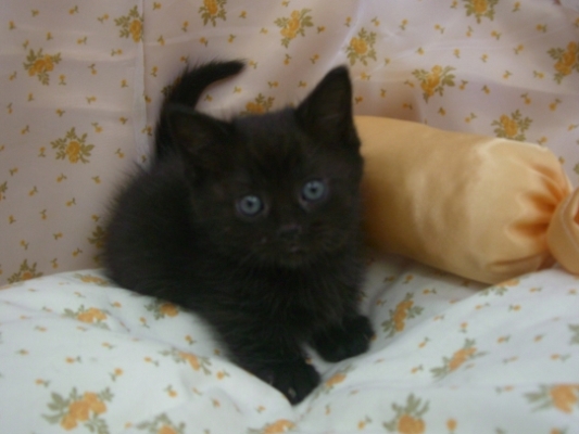 マンチカンの子猫
