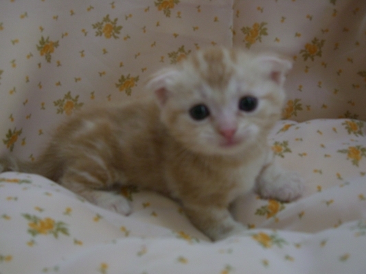 マンチカンの子猫