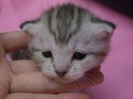 マンチカンの子猫