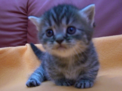 マンチカンの子猫