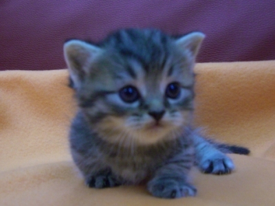 マンチカンの子猫