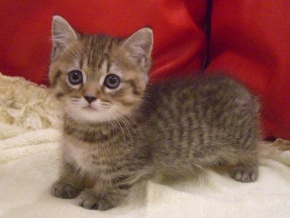 マンチカンの子猫