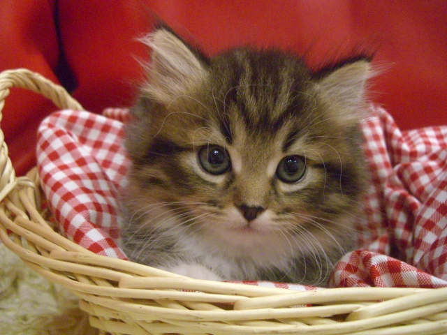 マンチカンの子猫