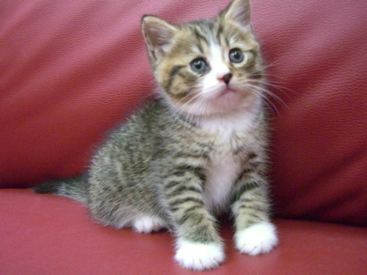 マンチカンの子猫