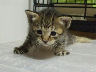 マンチカンの子猫