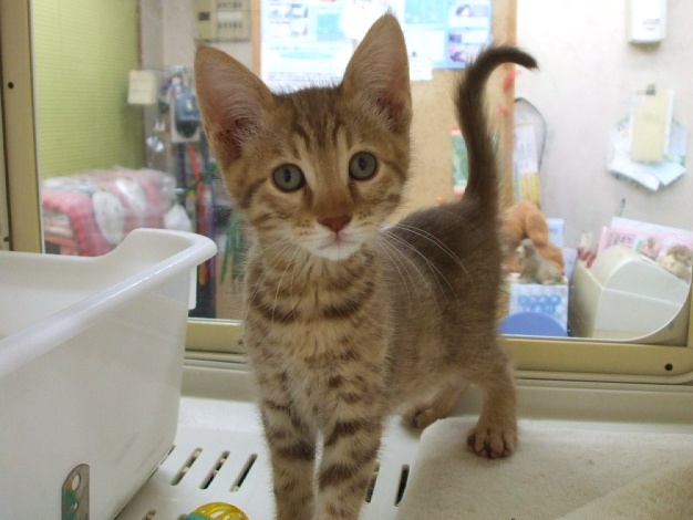 マンチカンの子猫