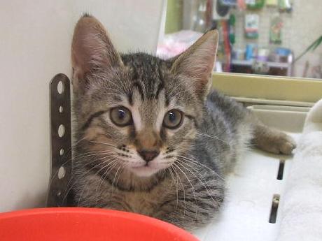 マンチカンの子猫