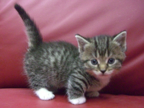 マンチカンの子猫