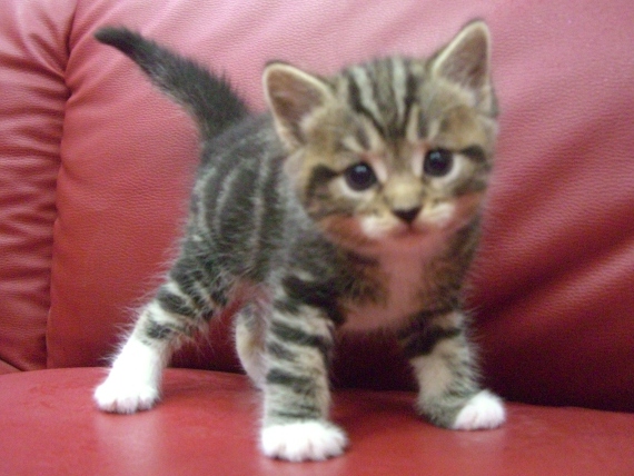 マンチカンの子猫