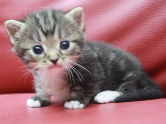 マンチカンの子猫