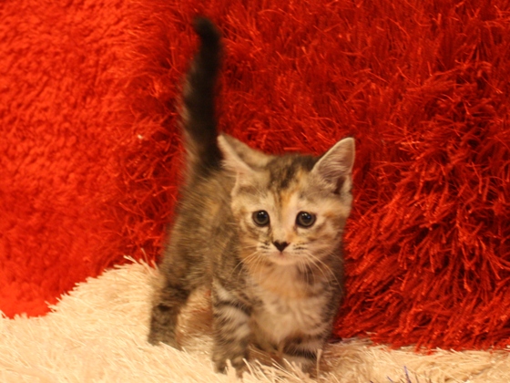 マンチカンの子猫