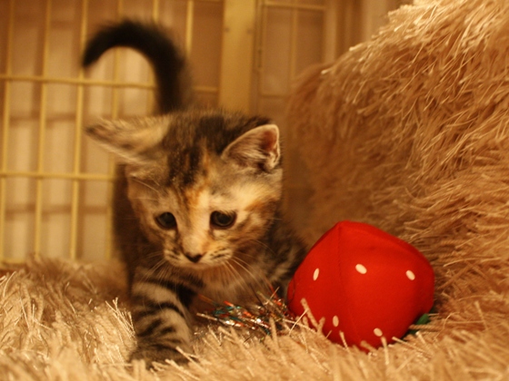 マンチカンの子猫