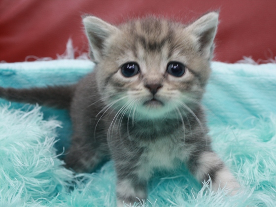 マンチカンの子猫