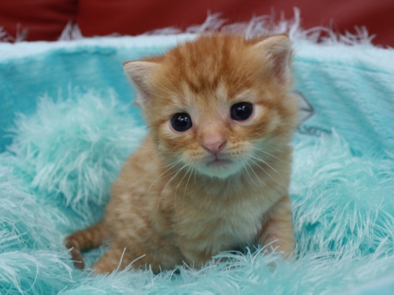 マンチカンの子猫