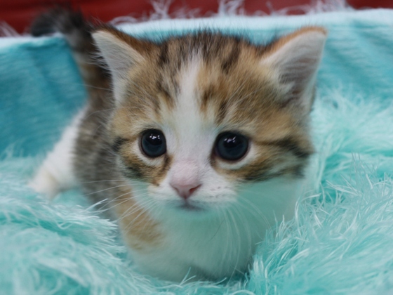 マンチカンの子猫