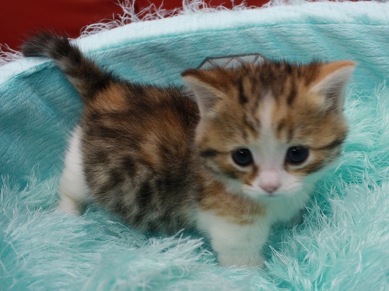 マンチカンの子猫