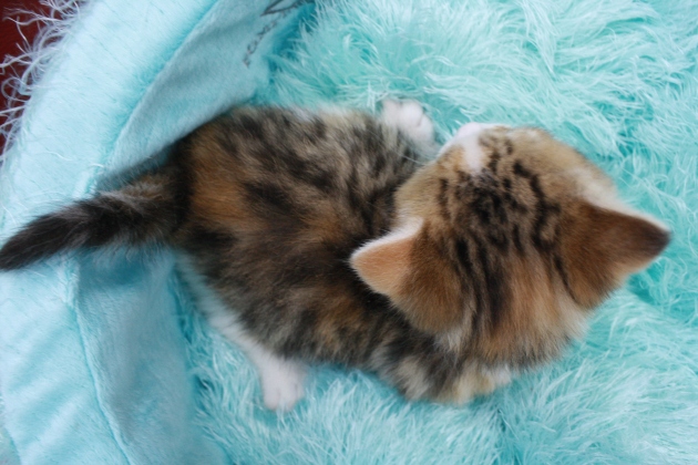 マンチカンの子猫