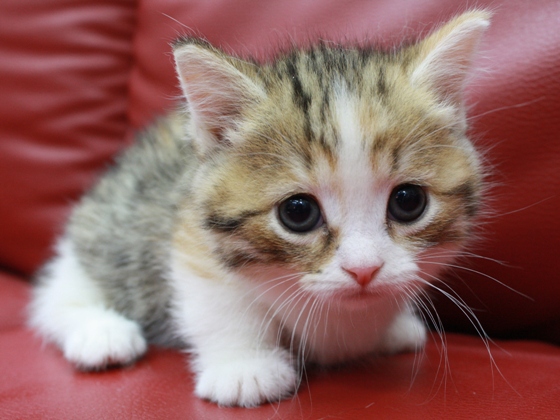 マンチカンの子猫