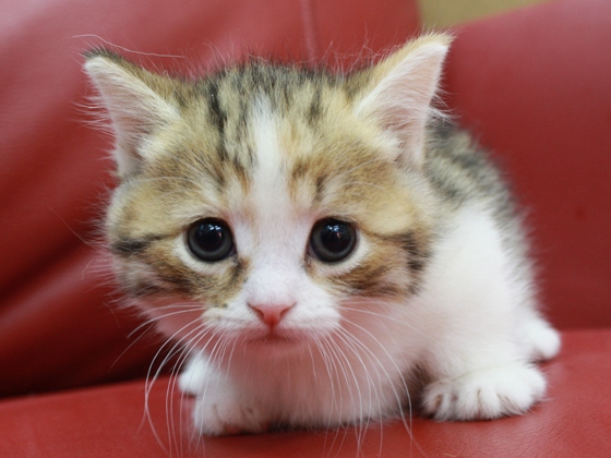 マンチカンの子猫