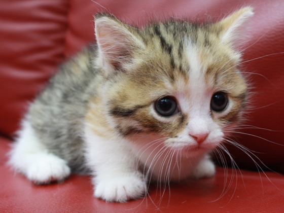 マンチカンの子猫