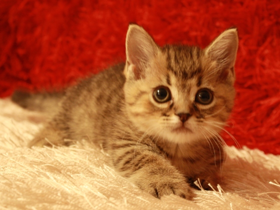 マンチカンの子猫