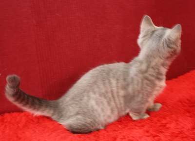 マンチカンの子猫