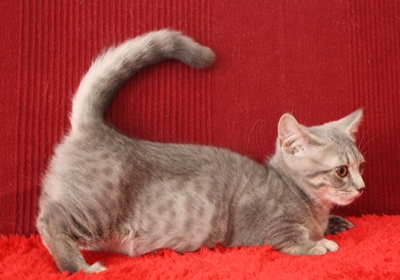 マンチカンの子猫