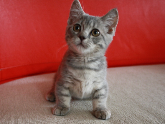 マンチカンの子猫