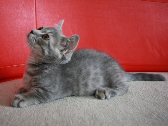 マンチカンの子猫