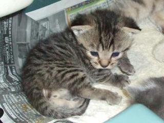 マンチカンの子猫