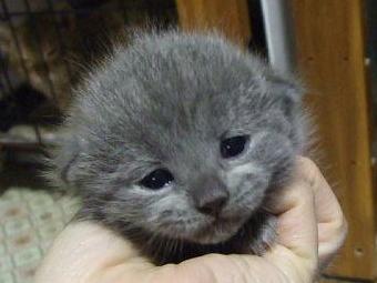 マンチカンの子猫