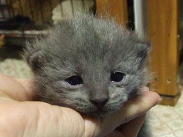 マンチカンの子猫