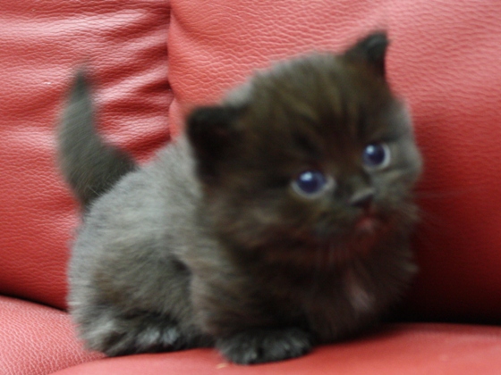 マンチカンの子猫