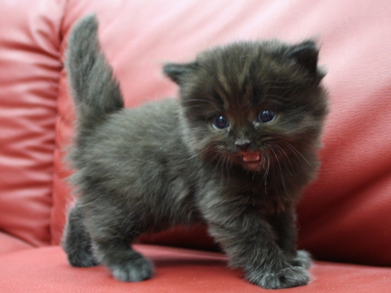 マンチカンの子猫