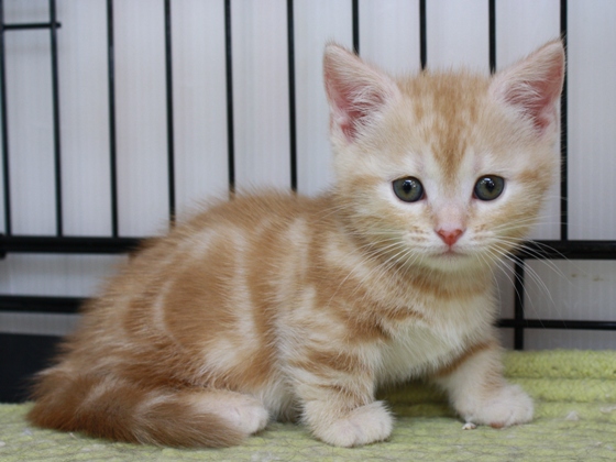 マンチカンの子猫