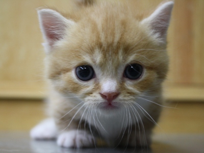 マンチカンの子猫
