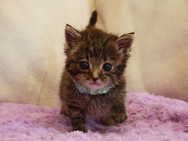 マンチカンの子猫