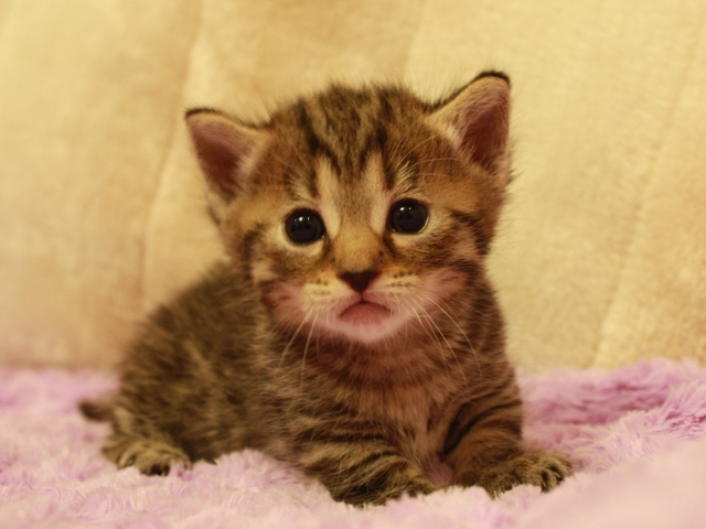 マンチカンの子猫