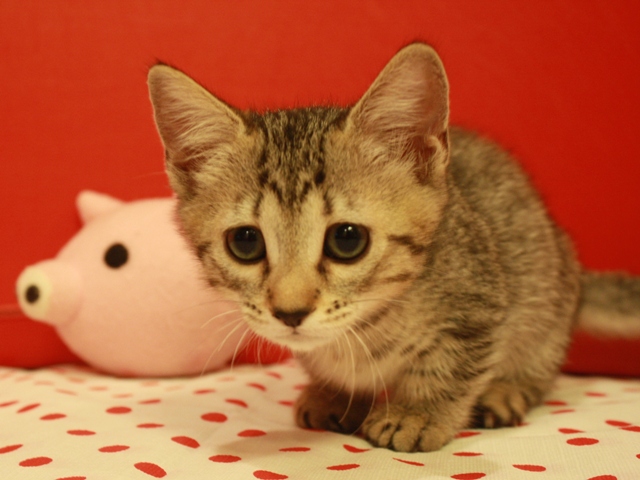 マンチカンの子猫