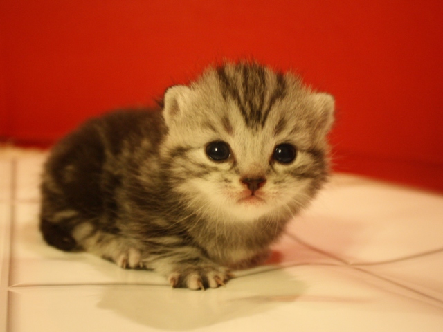 マンチカンの子猫画像