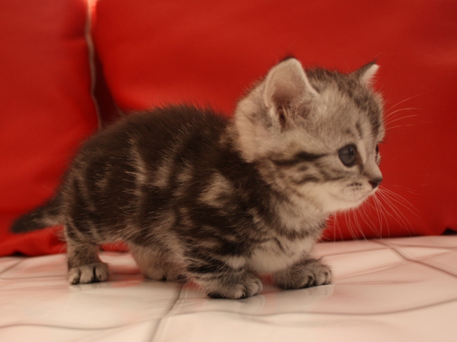 マンチカンの子猫画像