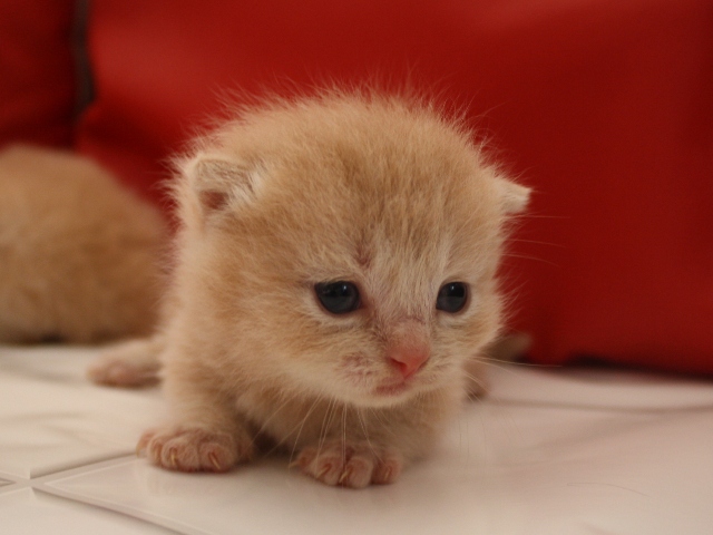 マンチカンの子猫画像