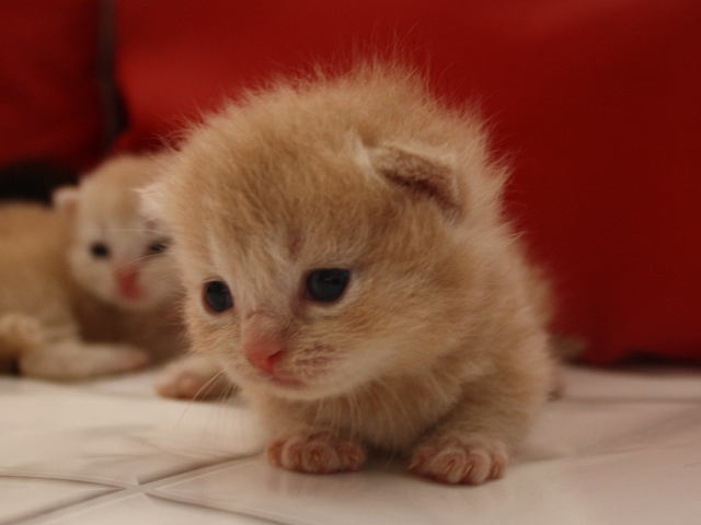 マンチカンの子猫画像