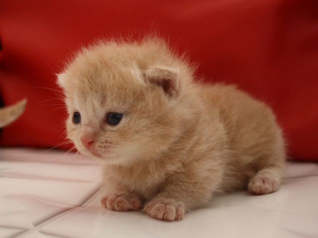 マンチカンの子猫画像