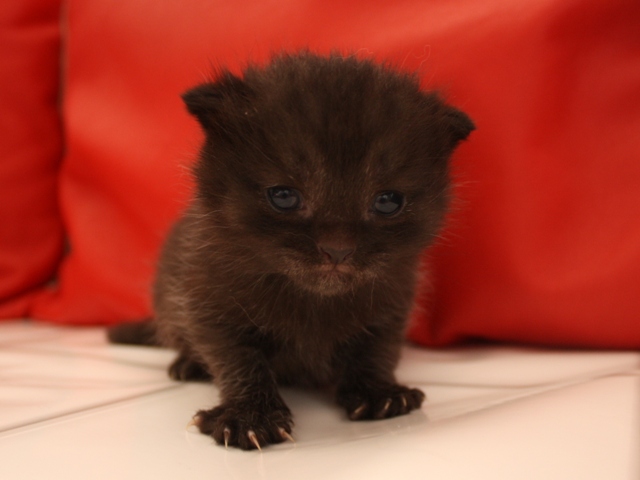 マンチカンの子猫画像