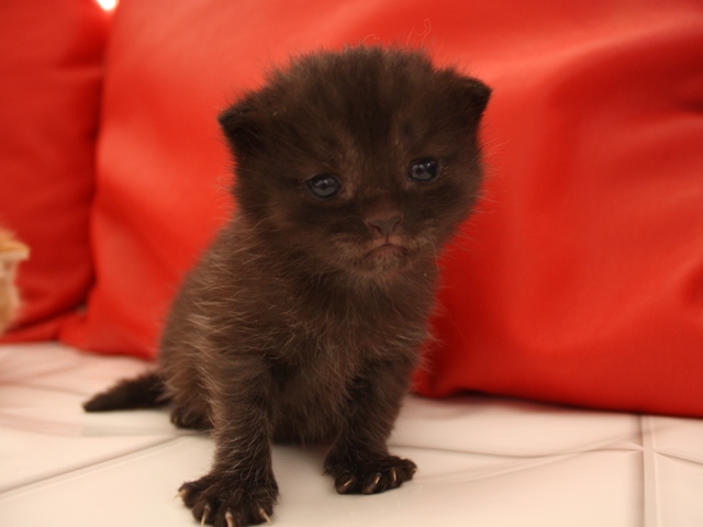 マンチカンの子猫画像