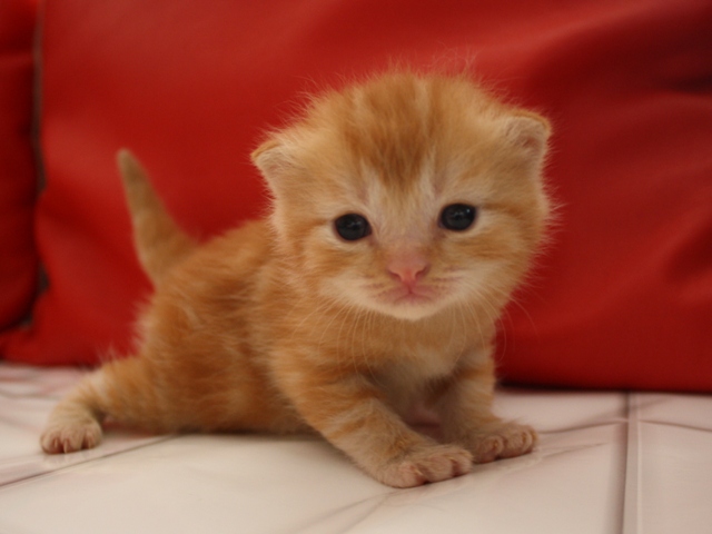 マンチカンの子猫画像