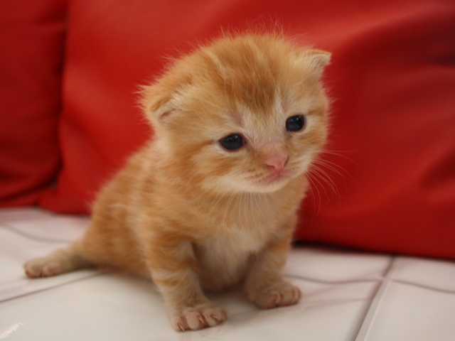 マンチカンの子猫画像